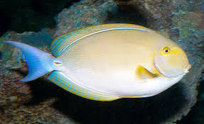 Image result for Acanthurus xanthopterus