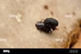 Attēlu rezultāti vaicājumam “Bolitophagus reticulatus imago”