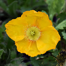 Image result for Papaver nudicaule