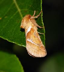 Attēlu rezultāti vaicājumam “Hepialus sylvina female”
