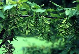 Attēlu rezultāti vaicājumam “Carpinus betulus fruit”