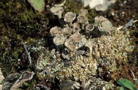 Attēlu rezultāti vaicājumam “Cladonia pyxidata”