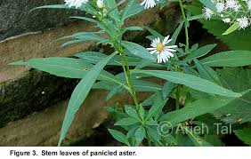 Image result for Aster lanceolatus