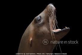 Image result for Zalophus californianus