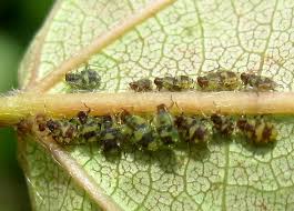 Attēlu rezultāti vaicājumam “Chaitophorus populeti”