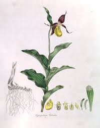 Attēlu rezultāti vaicājumam “Cypripedium calceolus”