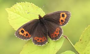 Attēlu rezultāti vaicājumam “Pyrausta cingulata”