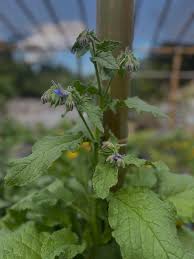 Attēlu rezultāti vaicājumam “Borago officinalis leaf”