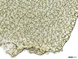 Attēlu rezultāti vaicājumam “Odontoschisma sphagni”
