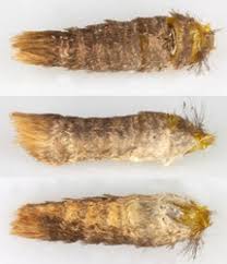 Attēlu rezultāti vaicājumam “Archips podana male”