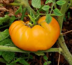 Afbeeldingsresultaat voor amana orange beefsteak tomato