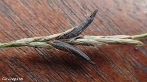 Attēlu rezultāti vaicājumam “Glyceria fluitans fruit”