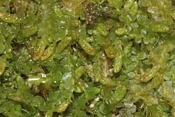 Attēlu rezultāti vaicājumam “Jamesoniella autumnalis”