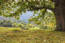 Attēlu rezultāti vaicājumam “Castanea sativa”