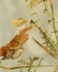 Attēlu rezultāti vaicājumam “Lymnaea stagnalis”
