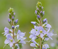 Attēlu rezultāti vaicājumam “Veronica officinalis”