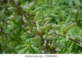 Attēlu rezultāti vaicājumam “Lupinus polyphyllus fruit”