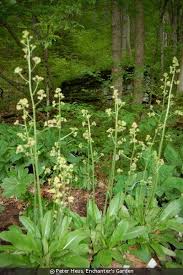 Attēlu rezultāti vaicājumam “Phleogena faginea sessile”