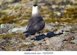 Attēlu rezultāti vaicājumam “Stercorarius parasiticus adult”