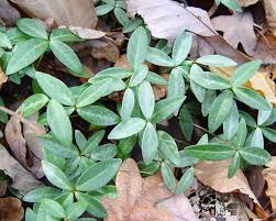 Attēlu rezultāti vaicājumam “Vinca minor leaf”