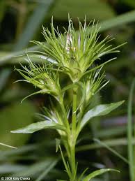 Attēlu rezultāti vaicājumam “Dianthus barbatus flower”