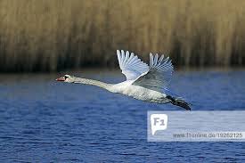 Attēlu rezultāti vaicājumam “Cygnus olor adult”