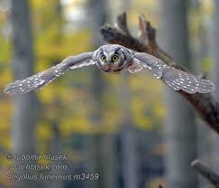 Attēlu rezultāti vaicājumam “Aegolius funereus”