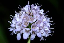 Image result for Succisella inflexa