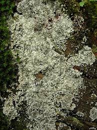 Attēlu rezultāti vaicājumam “Lepraria incana”