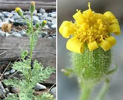 Attēlu rezultāti vaicājumam “Senecio viscosus flower”
