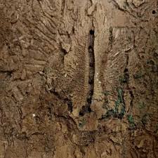 Attēlu rezultāti vaicājumam “Scolytus ratzeburgi”