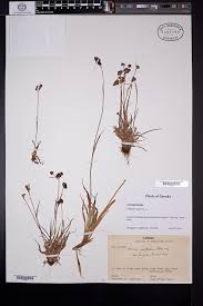 Attēlu rezultāti vaicājumam “Triglochin palustre fruit”