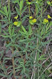 Attēlu rezultāti vaicājumam “Euphorbia virgata leaf”