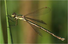 Attēlu rezultāti vaicājumam “Lestes virens female”