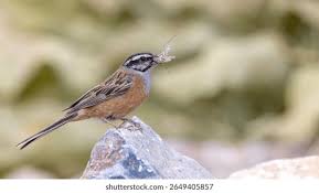 Image result for Emberiza cia