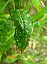 Attēlu rezultāti vaicājumam “Erysimum hieracifolium fruit”