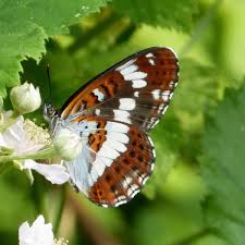 Attēlu rezultāti vaicājumam “Limenitis camilla underside”