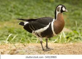 Image result for Branta ruficollis