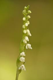 Attēlu rezultāti vaicājumam “Goodyera repens bud”