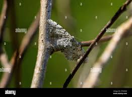 Attēlu rezultāti vaicājumam “Aethalura punctulata”