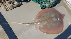 Image result for Hypanus sabinus