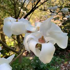 Attēlu rezultāti vaicājumam “Magnolia cylindrica”