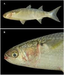 Image result for Crenimugil seheli