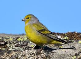 Image result for Carduelis citrinella