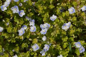 Attēlu rezultāti vaicājumam “Veronica filiformis flower”