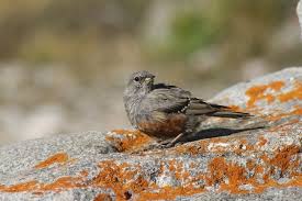 Image result for Prunella collaris