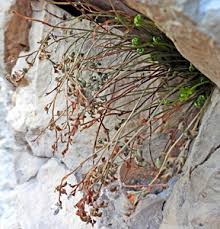 Attēlu rezultāti vaicājumam “Milesina murariae”