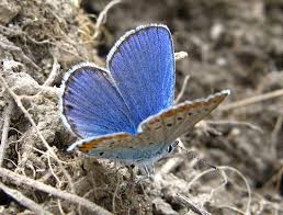 Attēlu rezultāti vaicājumam “Plebejus argyrognomon underside”