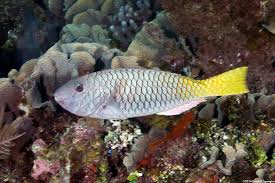 Image result for Sparisoma rubripinne