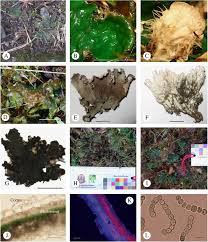 Attēlu rezultāti vaicājumam “Peltigera malacea”